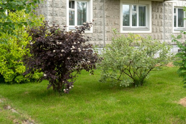 filipendula