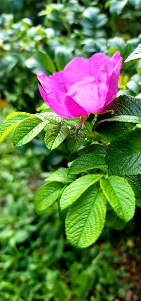 rugosa