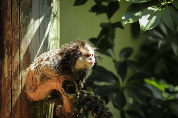 marmoset