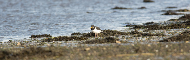 haematopus