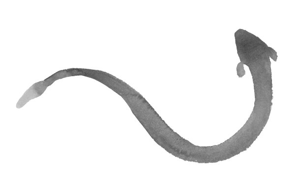 eel