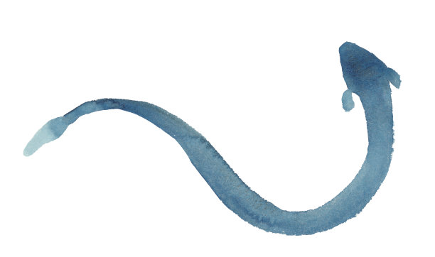 eel