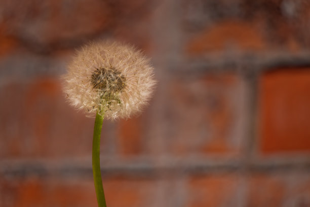 破壁松花粉