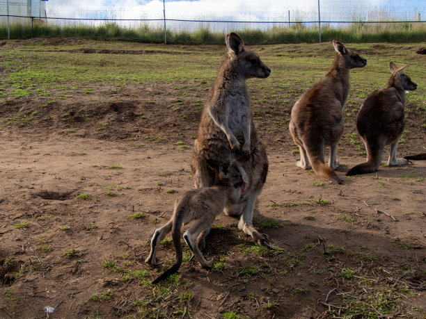 wallaroo