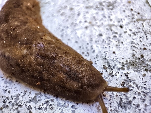 gastropod