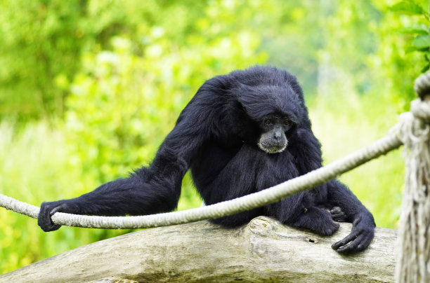 ape