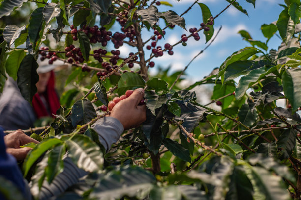 采摘咖啡豆