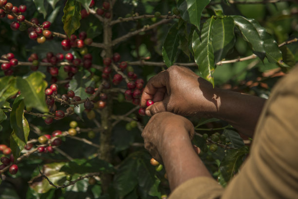 采摘咖啡豆