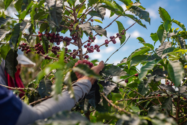 采摘咖啡豆
