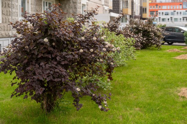 filipendula