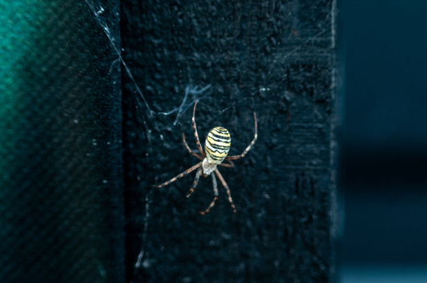 argiope