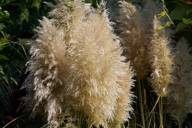 pampas