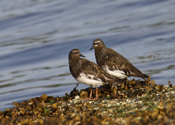 haematopus
