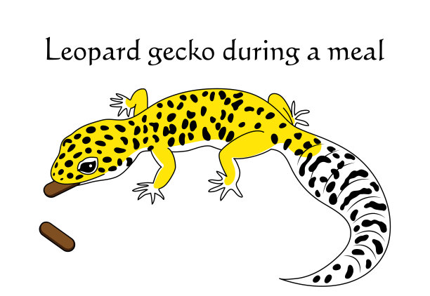 phelsuma