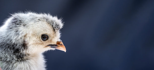 cock