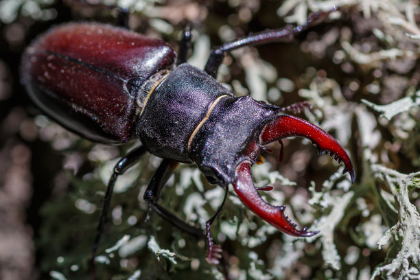 horned