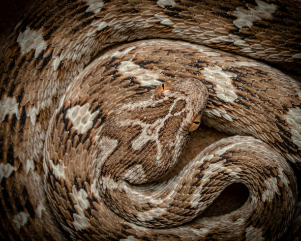 atheris