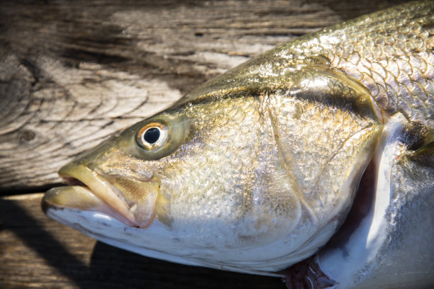 rockfish