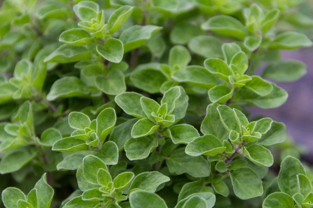 oregano