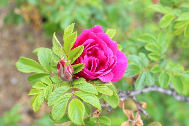 rugosa