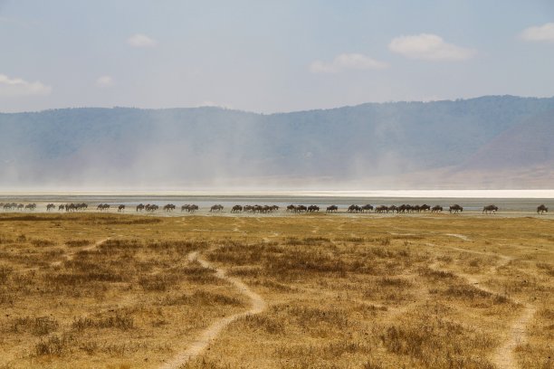 ngorongoro