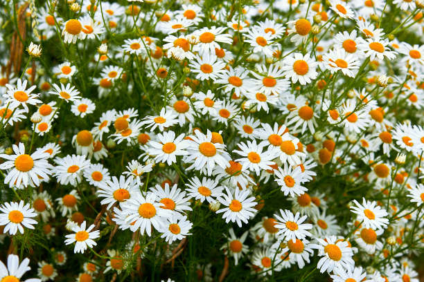 camomiles