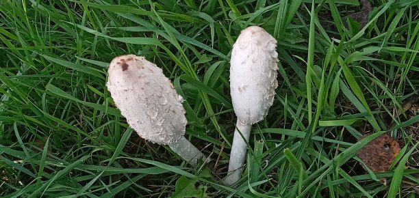 coprinus