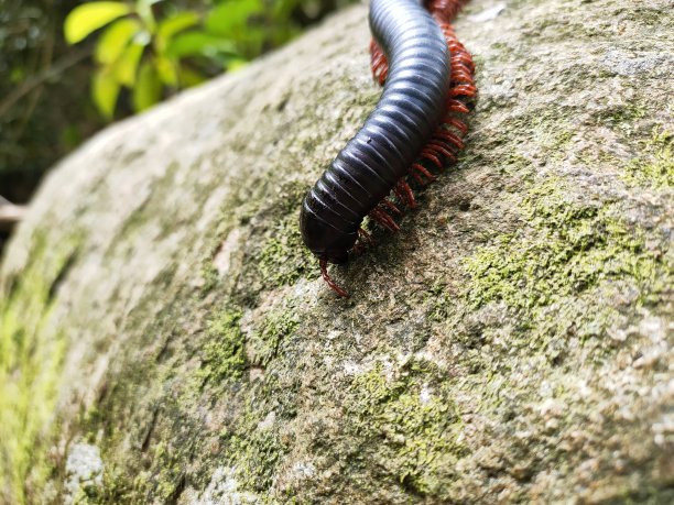 millipede