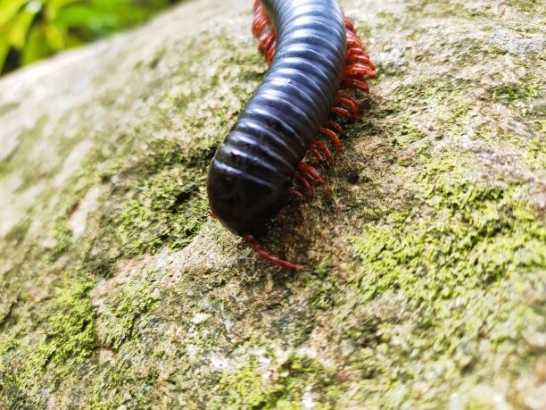 millipede