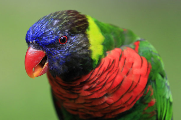 lorikeets