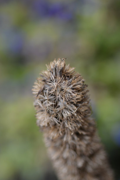 liatris
