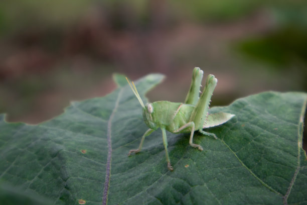 蝗虫养殖