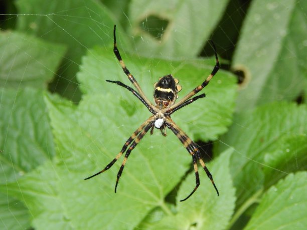 argiope