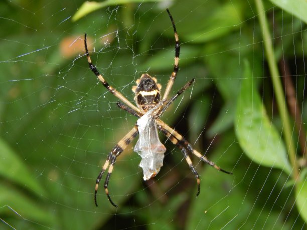 argiope