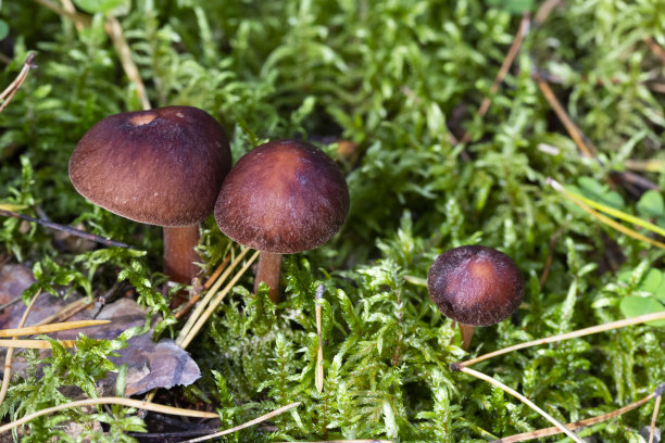 cortinarius