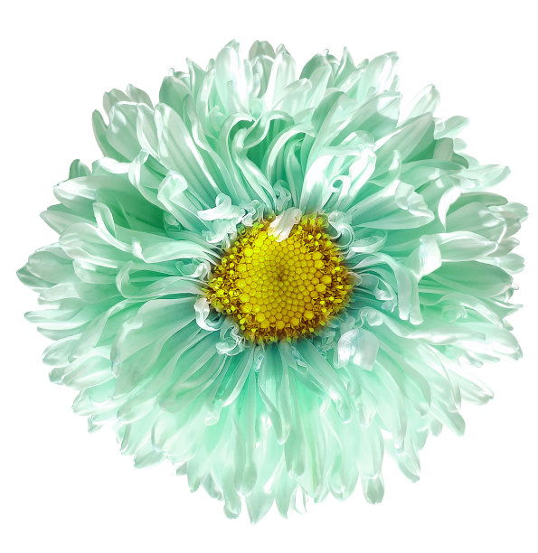 marguerite