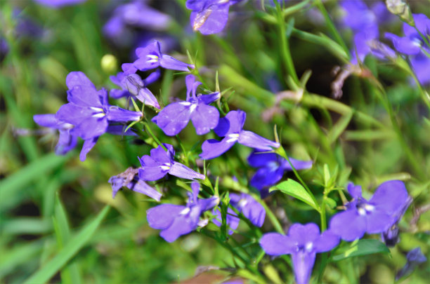 lobelia
