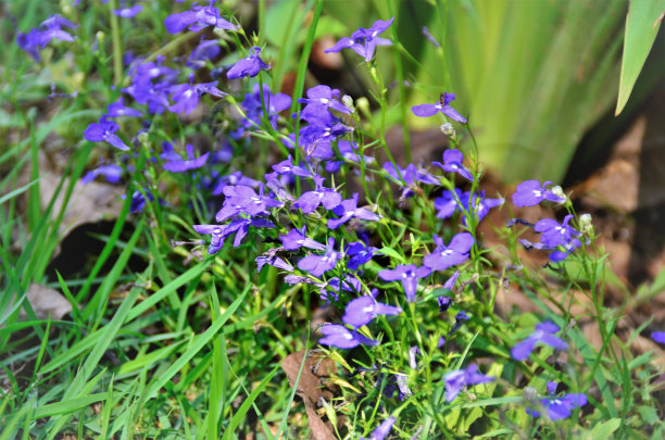 lobelia