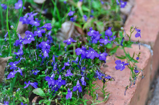 lobelia
