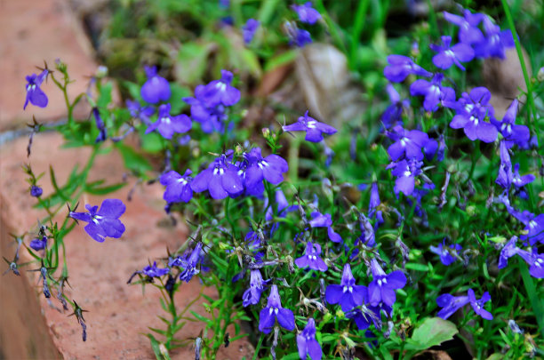 lobelia
