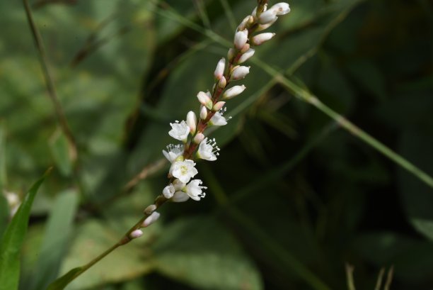 polygonum