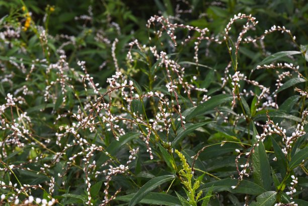 polygonum