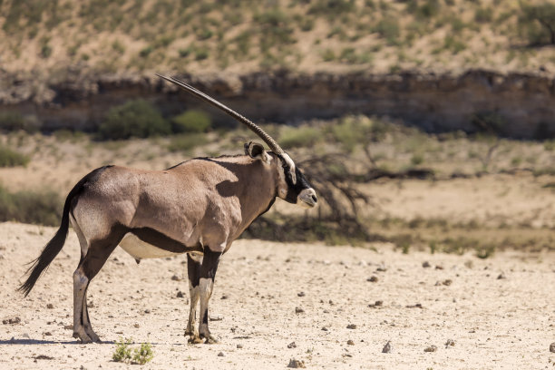 gemsbok