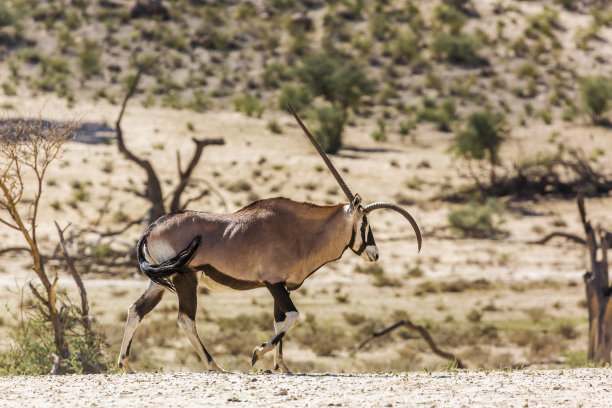 gemsbok