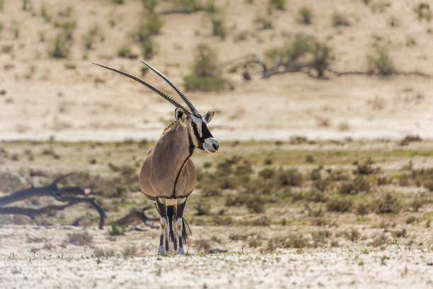 gemsbok