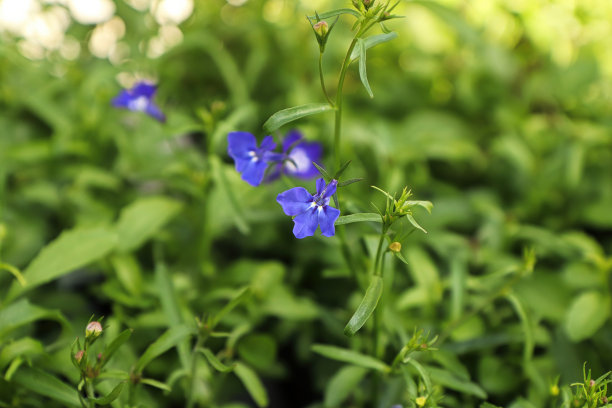lobelia