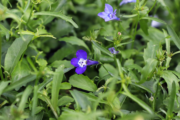 lobelia