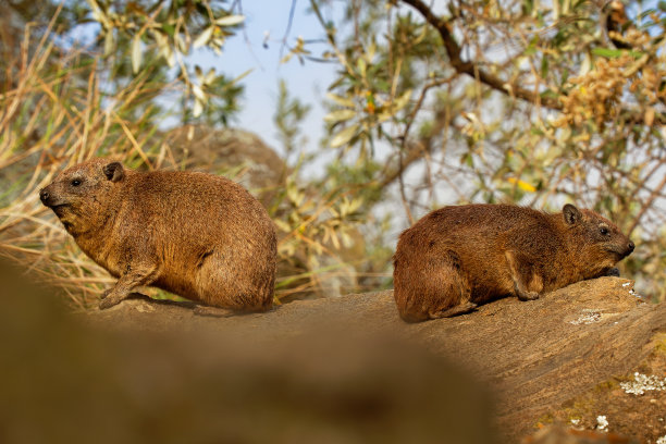 hyracoidea
