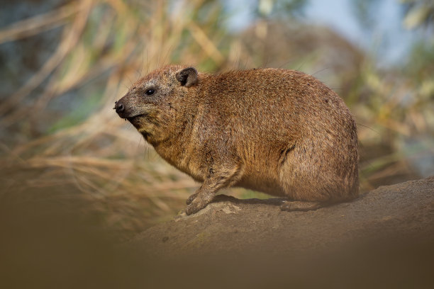 hyracoidea