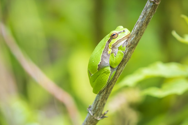 dendrobates